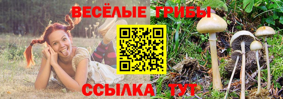 Псилоцибиновые грибы Psilocybe Изобильный